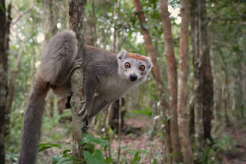 What a cutie! Close up of a crowned lemur (Eulemur coronatus) at Madagascar