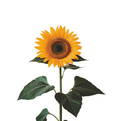 Fototapeta premium Sunflower isolated on a transparent background, png image, cut out