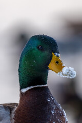 Heady shot of snowy-beaked mallard