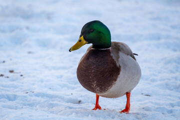Environmental shot of mallard walking through snow
