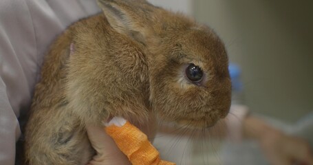 Experienced veterinarian gently supports a small injured rabbit with a bandaged paw during a medical examination and compassionate treatment at the clinic. Cute rabbit in the arms of a veterinarian.