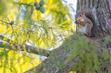 Grey squirrel eating a nut as it perches in a tree.