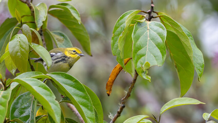 Black-throated green warbler perched in a tree.