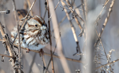 Closeup of an American tree sparrow perched in a tree.