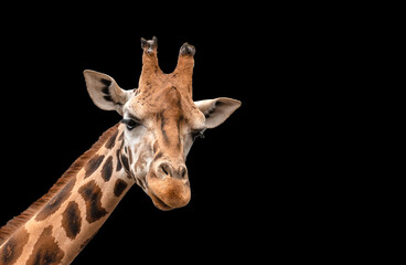 Naklejka premium Giraffe Head Isolated on Black Background