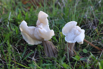 Helvella crispa, known as the white saddle, elfin saddle or common helvel, wild fungus from Finland