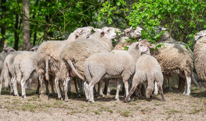 Flock of Sheep and Lambs