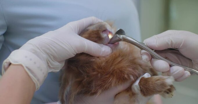 A veterinarian wearing gloves uses a special tool to examine and trim the teeth of a brown rabbit during an exam, ensuring the little animal's dental health is in good condition. Rabbit at the vet.
