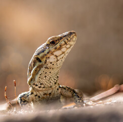 Obraz premium lézard des murailles en gros plan, une journée d'été, avec un magnifique bokeh artistique en plein soleil, ce petit lézard faisait le plein d'énergie solaire avant de chercher sa proie