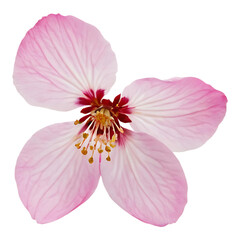 Naklejka premium Cherry Blossom with Pink Delicate Flowers on Branch