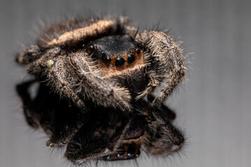 An adult female regal jumping spider (phidippus regus). This particular specimen was photographed posthumously.