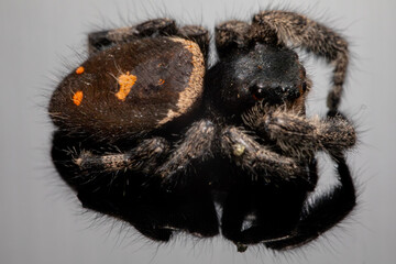 An adult female regal jumping spider (phidippus regus). This particular specimen was photographed posthumously.