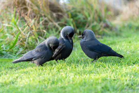 Behavior of western jackdaws (Сorvus monedula) during courtship