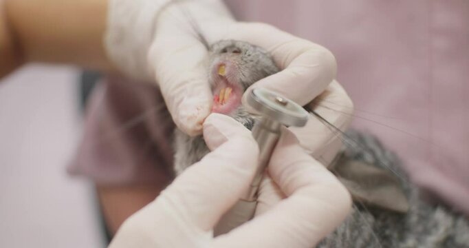 The veterinarian in gloves uses a rotating tool to shorten overgrown teeth in chinchilla, ensuring the health of the teeth and preventing destruction. The teeth pruning at the rodent.