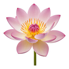 Lotus Flower in Shades of Pink and Purple