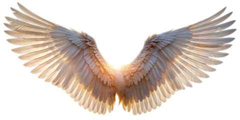 Magnificent Feathered angel Wings Spread Wide isolated on white