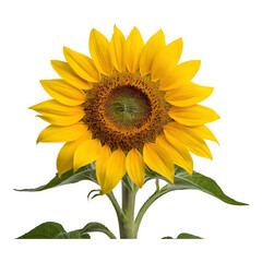Obraz premium Bright Yellow Sunflower with Detailed Petals