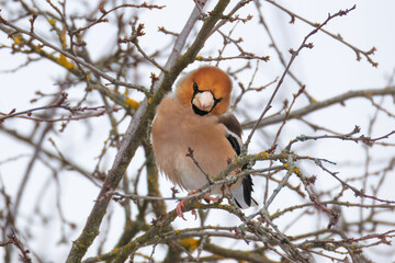 A Hawfinch sits on a leafless branch and looks right toward the camera lens on a cloudy winter day.