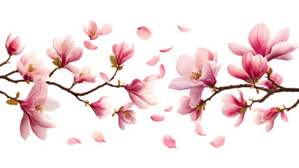 Naklejka premium Pink Magnolia Blooms with Falling Petals on a White Background.