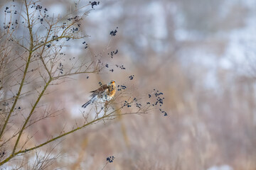 A Fieldfare sits on the bush branch and eats black berries on a cloudy winter day.