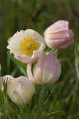 Fototapeta premium Beautiful blossoms of white and pink flowers in a natural setting