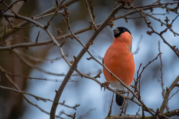 A male Eurasian bullfinch sits on a leafless branch and eats tree buds toward the camera lens with a blue sky background.