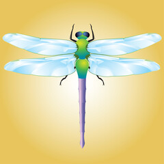 A vector graphic illustration of a dragonfly. 