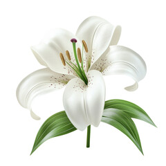 Elegant White Lily Blossom Isolated on Transparent Background