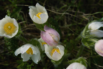 Beautiful white and pink flowers blooming in a sunny meadow during spring