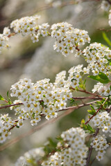 Beautiful white blossoms on branches in sunny spring garden
