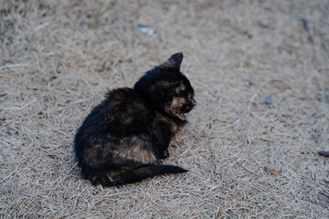 Small tortoiseshell kitten sitting on dry grass.