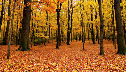 Golden Autumn Forest Scene with Fallen Leaves