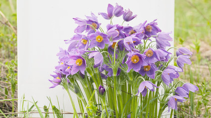 Purple flowers arranged beautifully in a natural setting