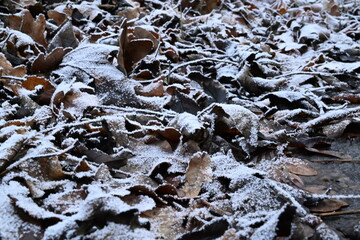 Winter trees colg indistrie place ruhrgebiet