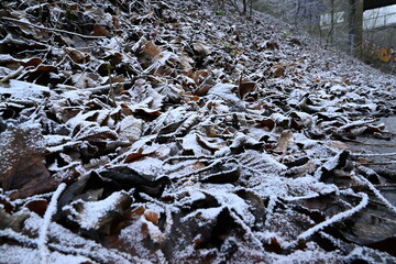 Winter trees colg indistrie place ruhrgebiet