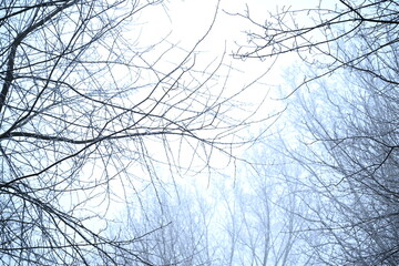Winter trees colg indistrie place ruhrgebiet