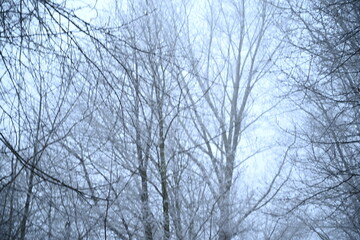 Winter trees colg indistrie place ruhrgebiet