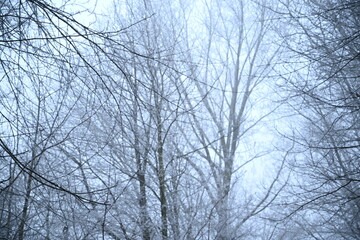 Winter trees colg indistrie place ruhrgebiet