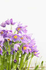 Fototapeta premium Vibrant purple flowers bloom beautifully in a serene, bright setting