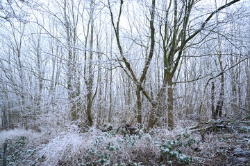 tree on a foggy winter day