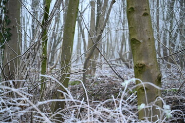 tree on a foggy winter day