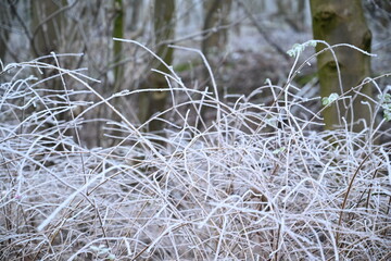 tree on a foggy winter day