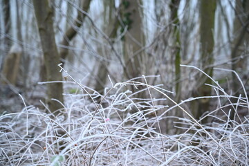 tree on a foggy winter day