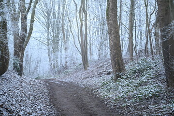 tree on a foggy winter day