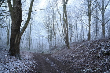 tree on a foggy winter day