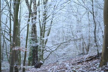 tree on a foggy winter day