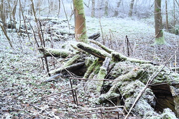 tree on a foggy winter day