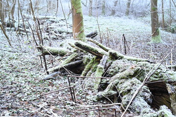 tree on a foggy winter day