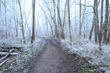 tree on a foggy winter day