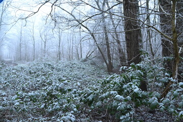 tree on a foggy winter day